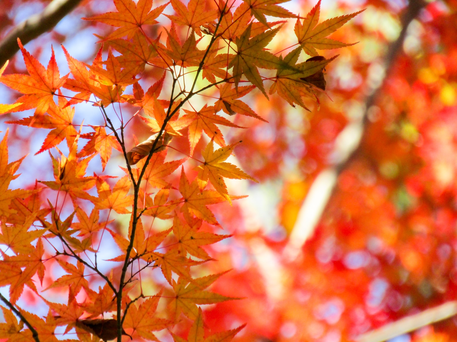 where to see autumn leaves in Sydney